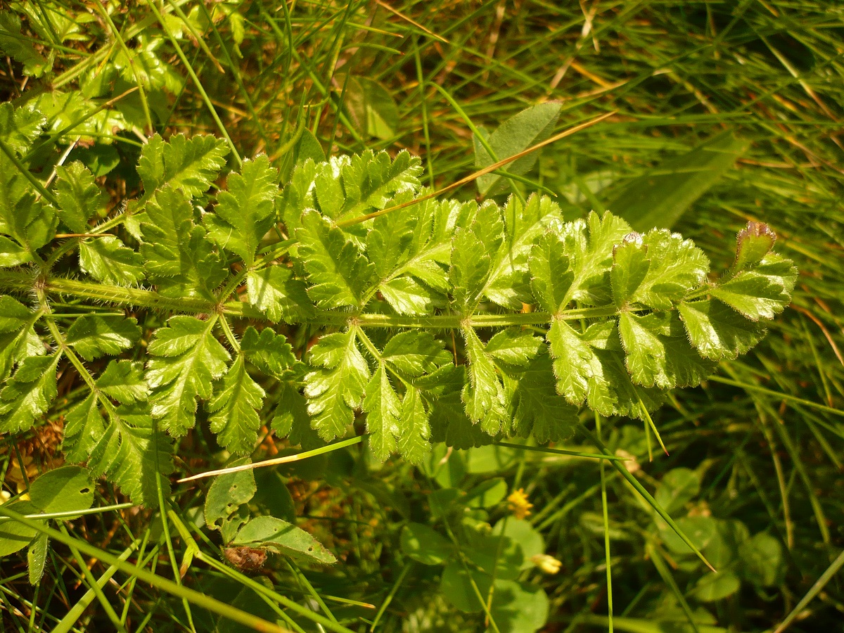 Daucus carota subsp. gummifer var. gummifer (Apiaceae)